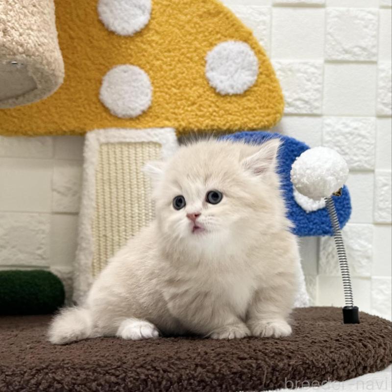 販売中の三重県のミヌエット(短足)-132042の2枚目