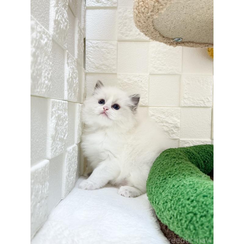 販売中の三重県のラグドール-132043の5枚目