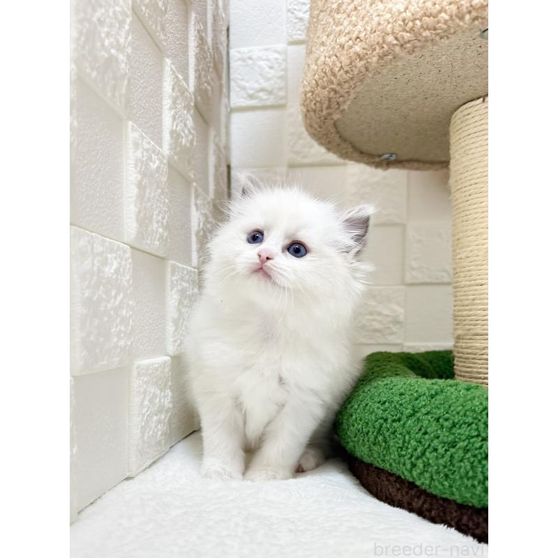 販売中の三重県のラグドール-132043の4枚目