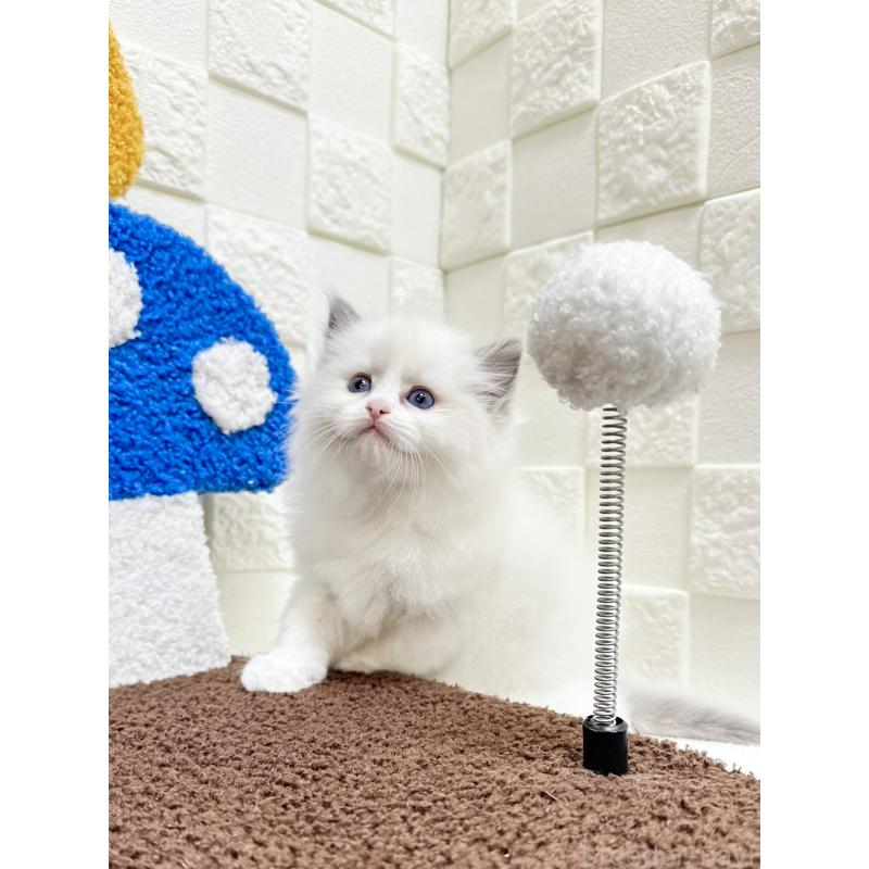 販売中の三重県のラグドール-132043の3枚目