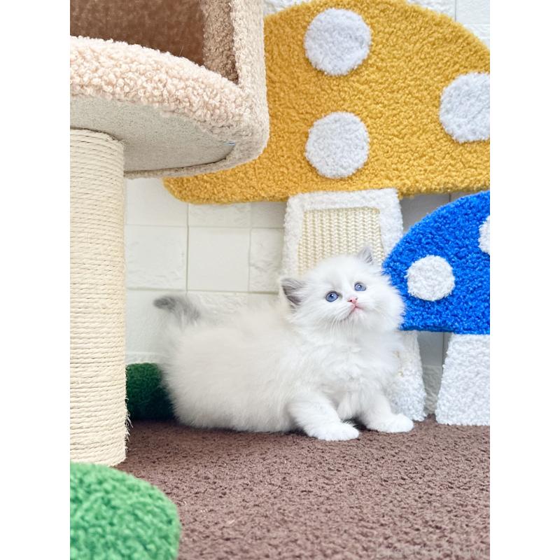 販売中の三重県のラグドール-132043の2枚目