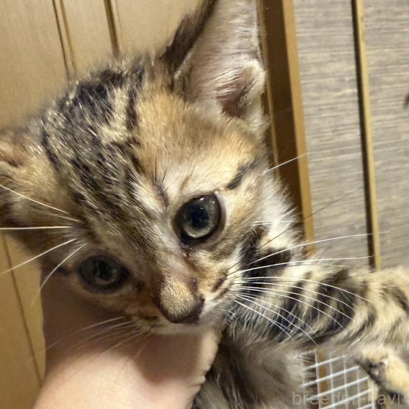 販売中の埼玉県のスコティッシュフォールド-132044の3枚目