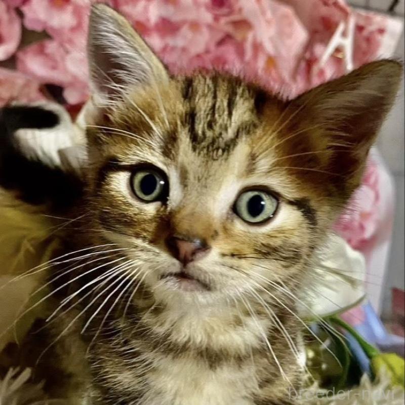 販売中の埼玉県のスコティッシュフォールド-132044