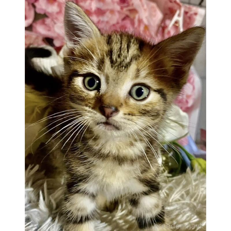 販売中の埼玉県のスコティッシュフォールド-132044の2枚目