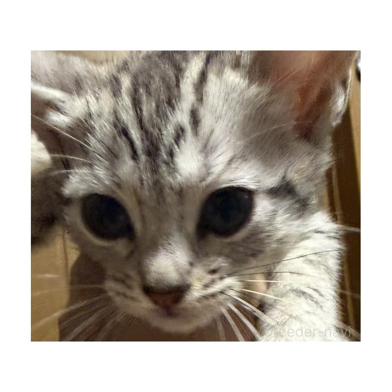 販売中の埼玉県のスコティッシュフォールド-132045の3枚目