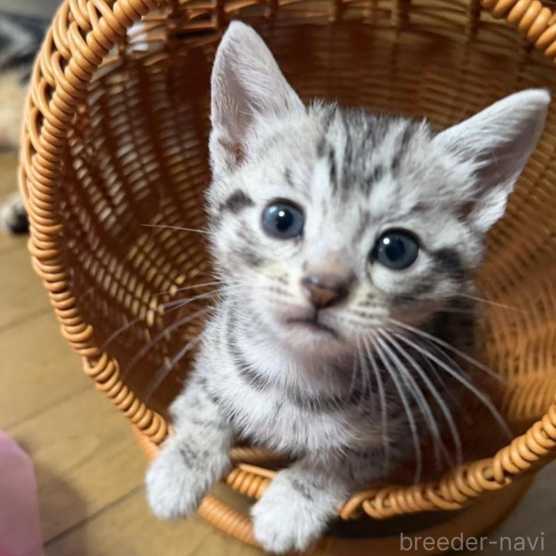 販売中の埼玉県のスコティッシュフォールド-132045の1枚目