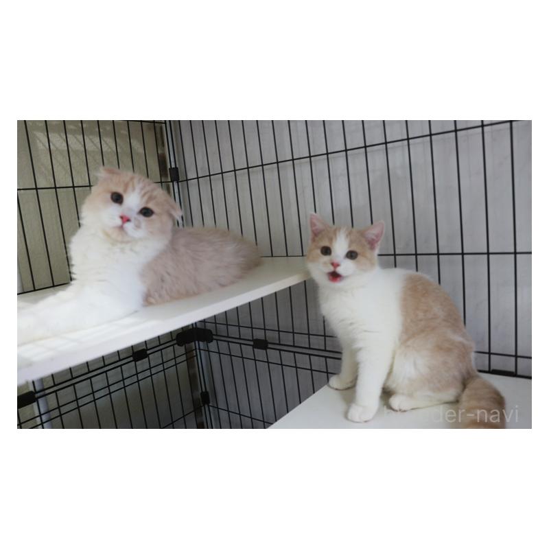 成約済の埼玉県のスコティッシュフォールド(折れ耳)-126948の2枚目