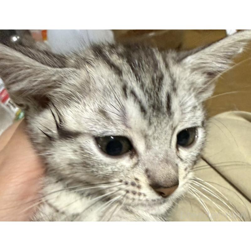 販売中の埼玉県のスコティッシュフォールド-132047の5枚目