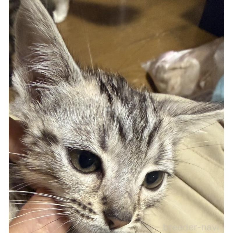 販売中の埼玉県のスコティッシュフォールド-132047の4枚目