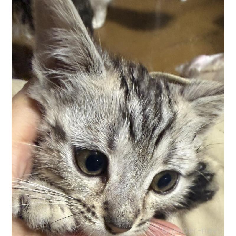 販売中の埼玉県のスコティッシュフォールド-132047の3枚目