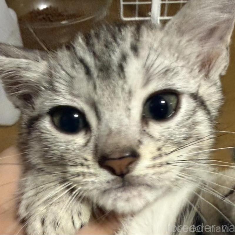 販売中の埼玉県のスコティッシュフォールド-132047