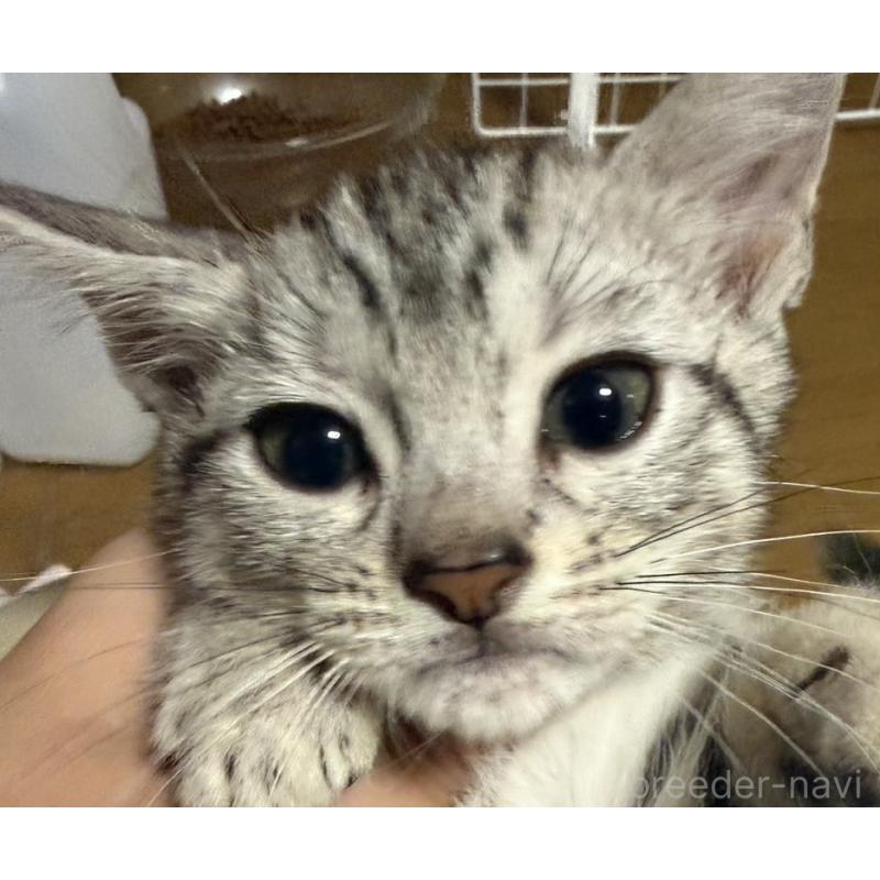 販売中の埼玉県のスコティッシュフォールド-132047の2枚目