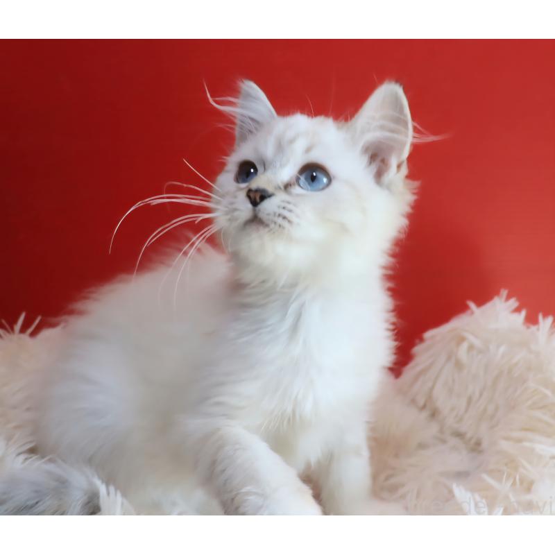 販売中の千葉県のネヴァマスカレード-132046の6枚目