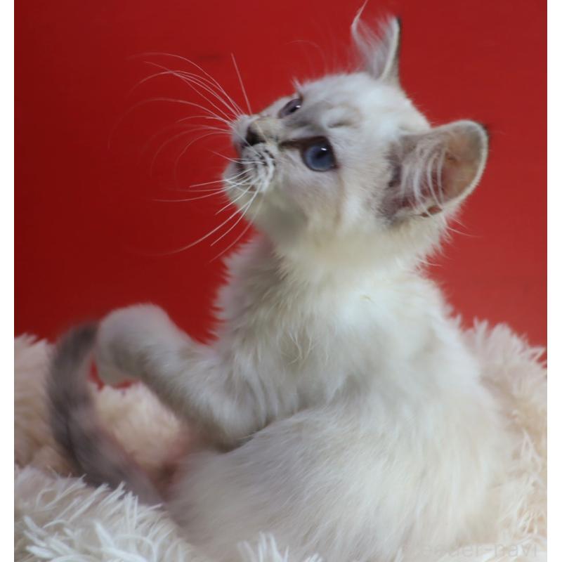 販売中の千葉県のネヴァマスカレード-132046の5枚目