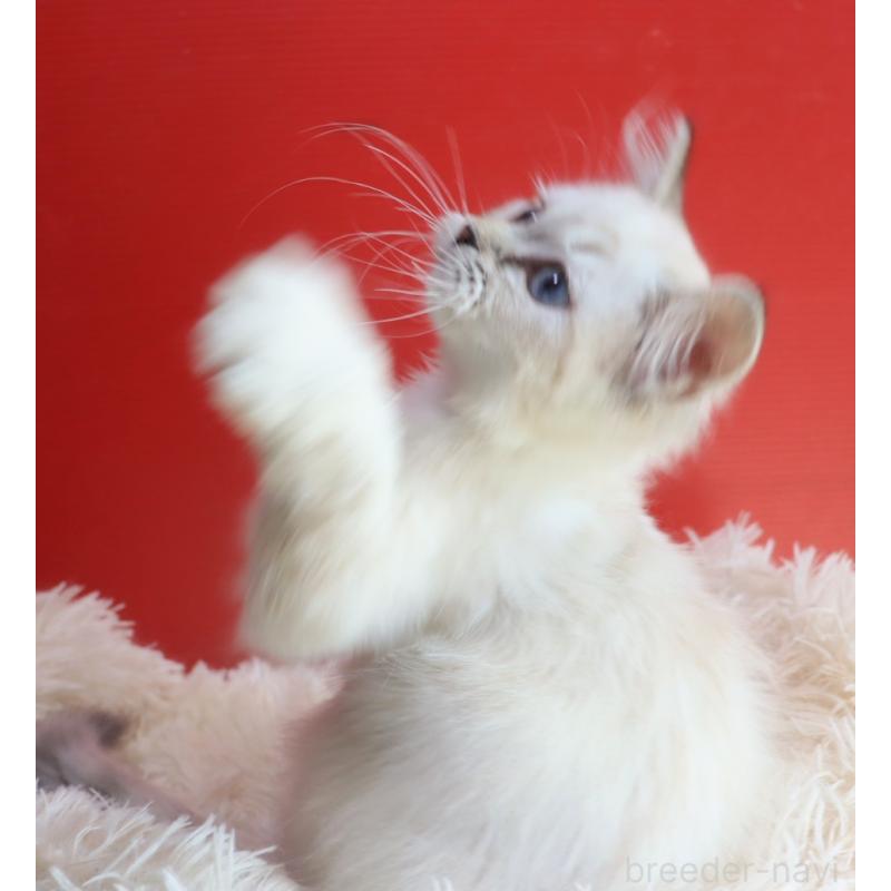 販売中の千葉県のネヴァマスカレード-132046の4枚目