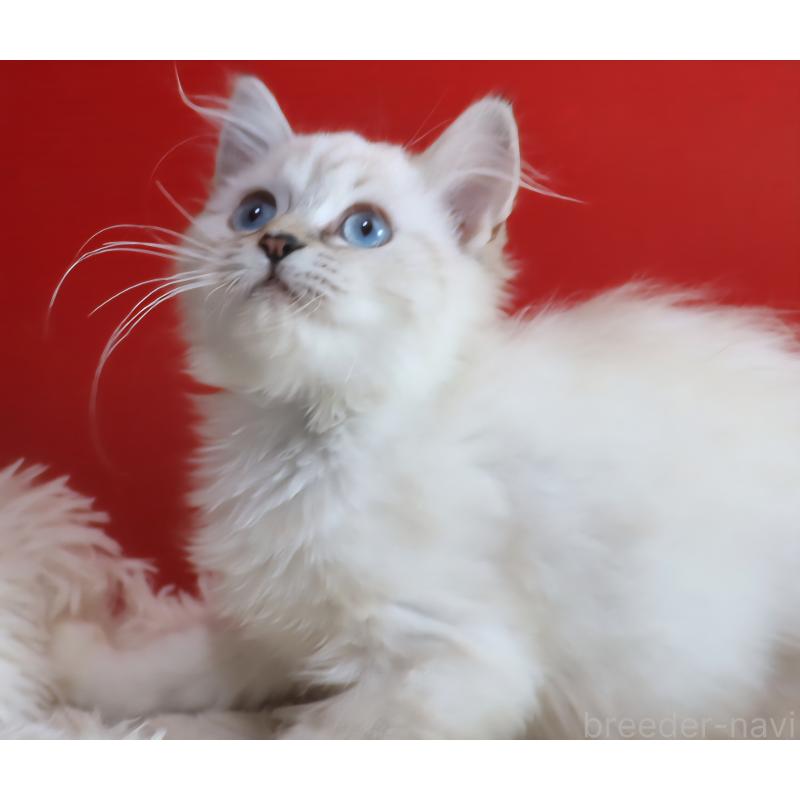 販売中の千葉県のネヴァマスカレード-132046の2枚目