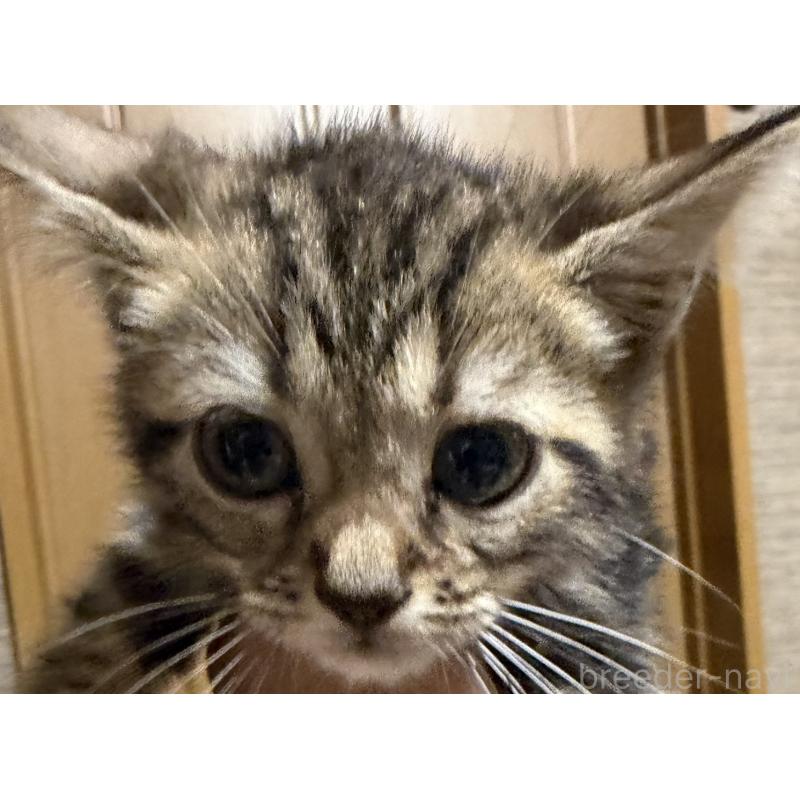 販売中の埼玉県のスコティッシュフォールド-132048の4枚目