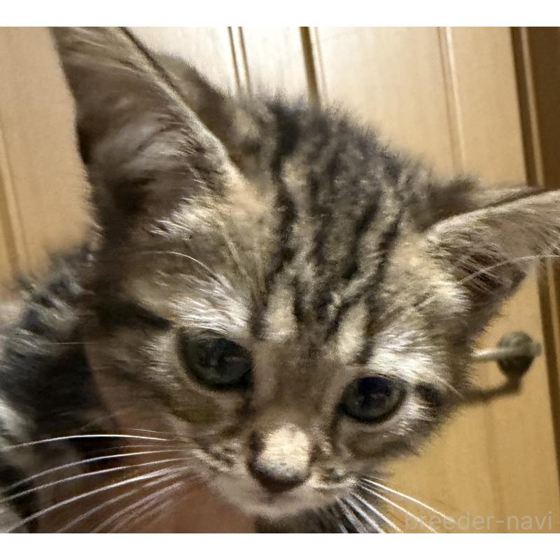 販売中の埼玉県のスコティッシュフォールド-132048の3枚目