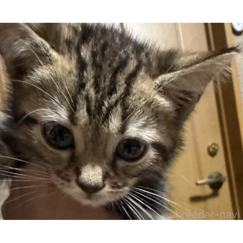 販売中の埼玉県のスコティッシュフォールド-132048の2枚目