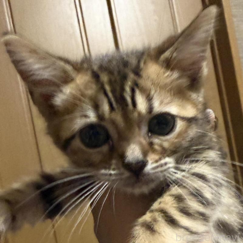 販売中の埼玉県のスコティッシュフォールド-132048