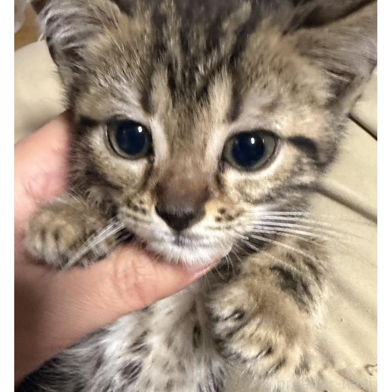 販売中の埼玉県のスコティッシュフォールド-132049の3枚目