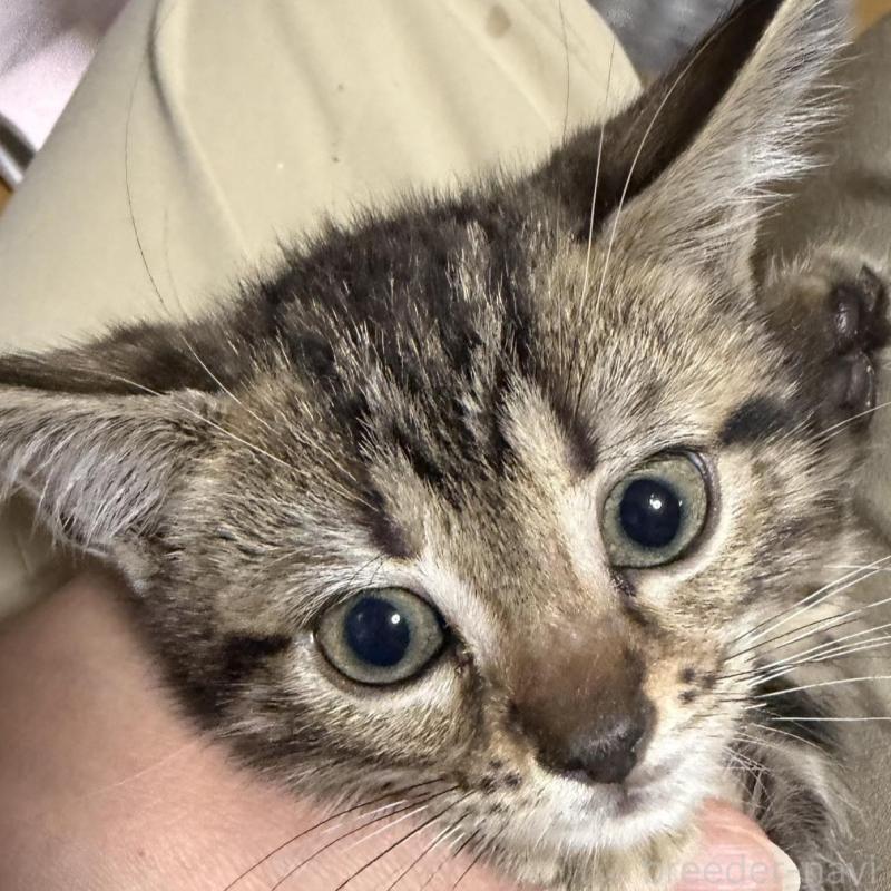 販売中の埼玉県のスコティッシュフォールド-132049の1枚目