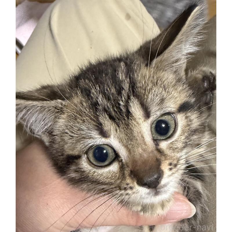 販売中の埼玉県のスコティッシュフォールド-132049の2枚目