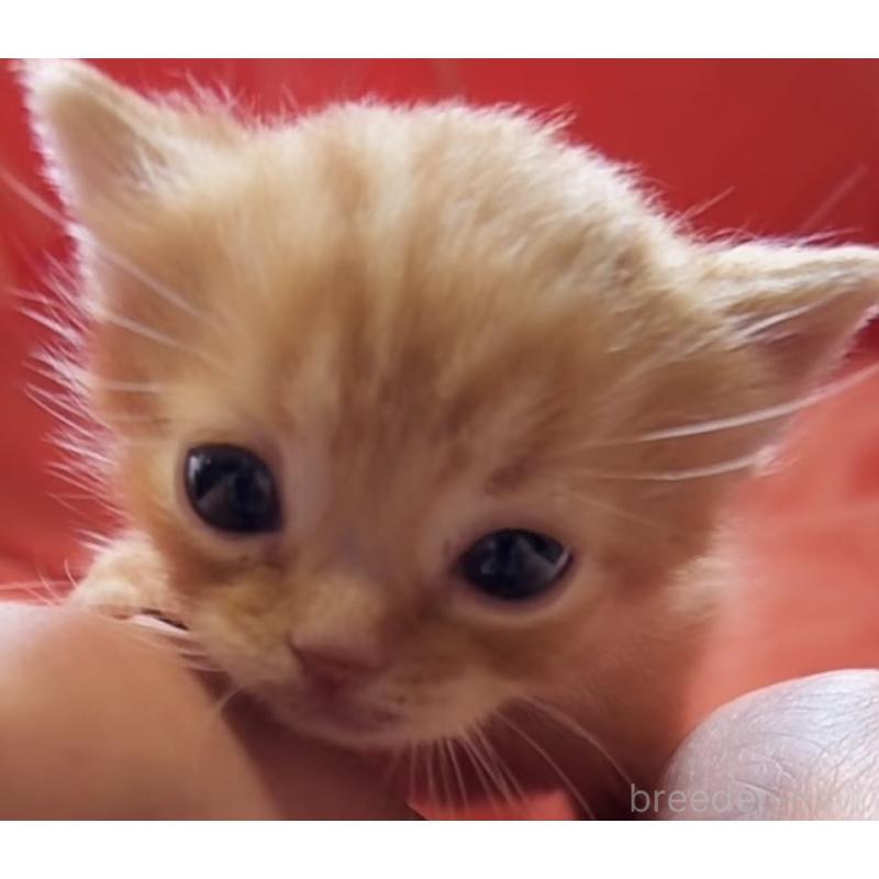 販売中の埼玉県のスコティッシュフォールド-132050の3枚目