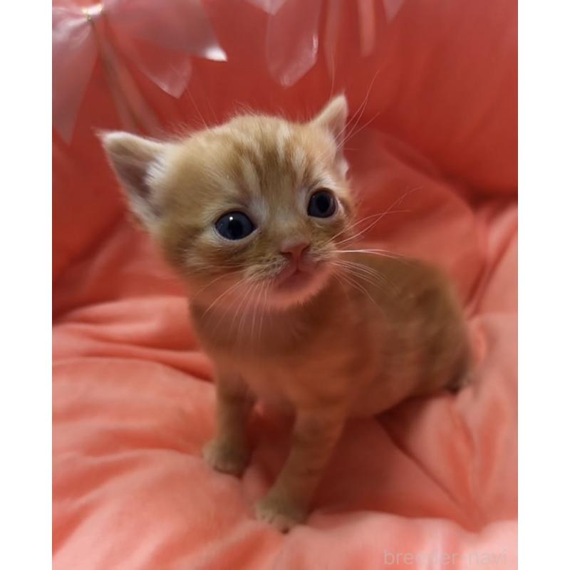 販売中の埼玉県のスコティッシュフォールド-132050の2枚目