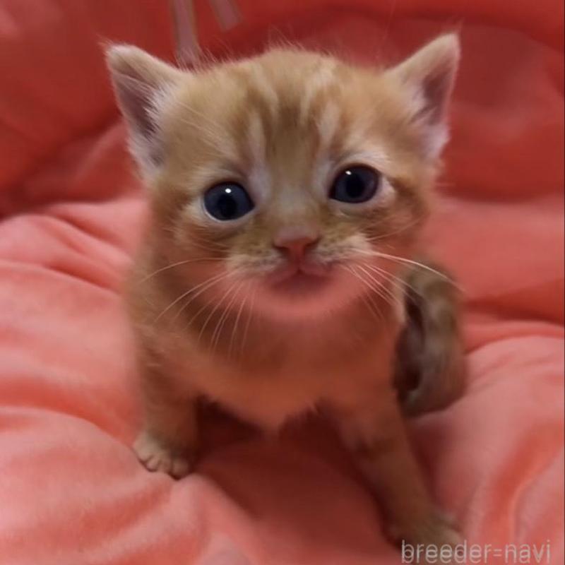 販売中の埼玉県のスコティッシュフォールド-132050