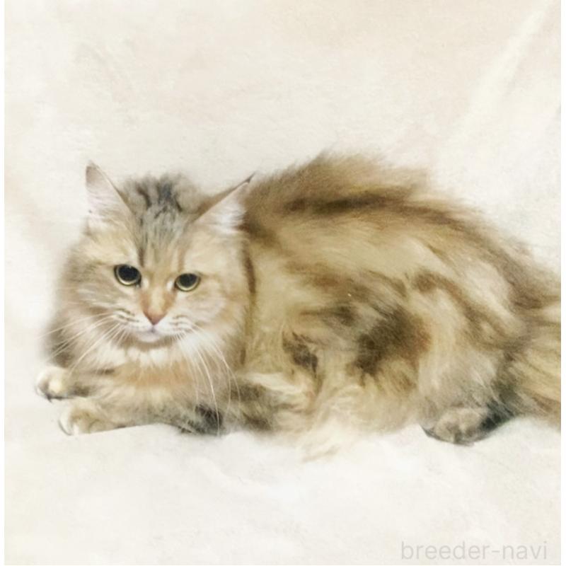 販売中の埼玉県のスコティッシュフォールド-132051の7枚目