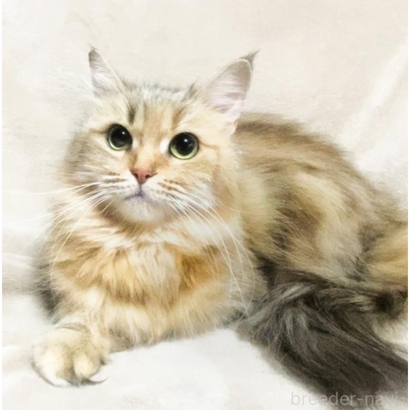 販売中の埼玉県のスコティッシュフォールド-132051の5枚目