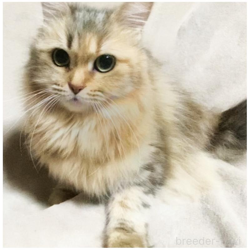 販売中の埼玉県のスコティッシュフォールド-132051の4枚目