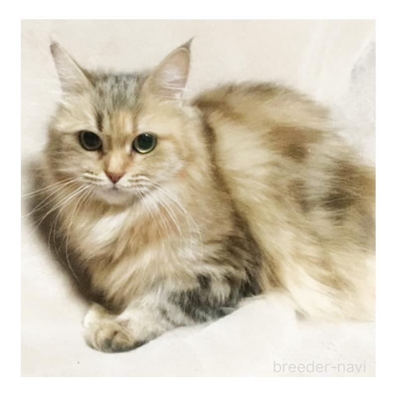販売中の埼玉県のスコティッシュフォールド-132051の2枚目