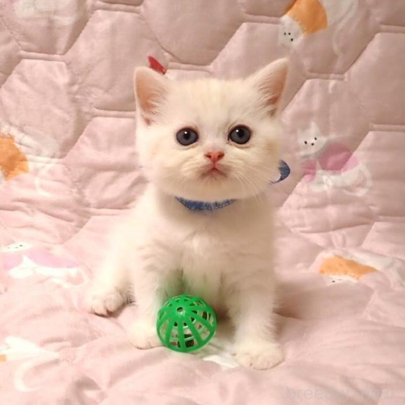 販売中の広島県のミヌエット-132053