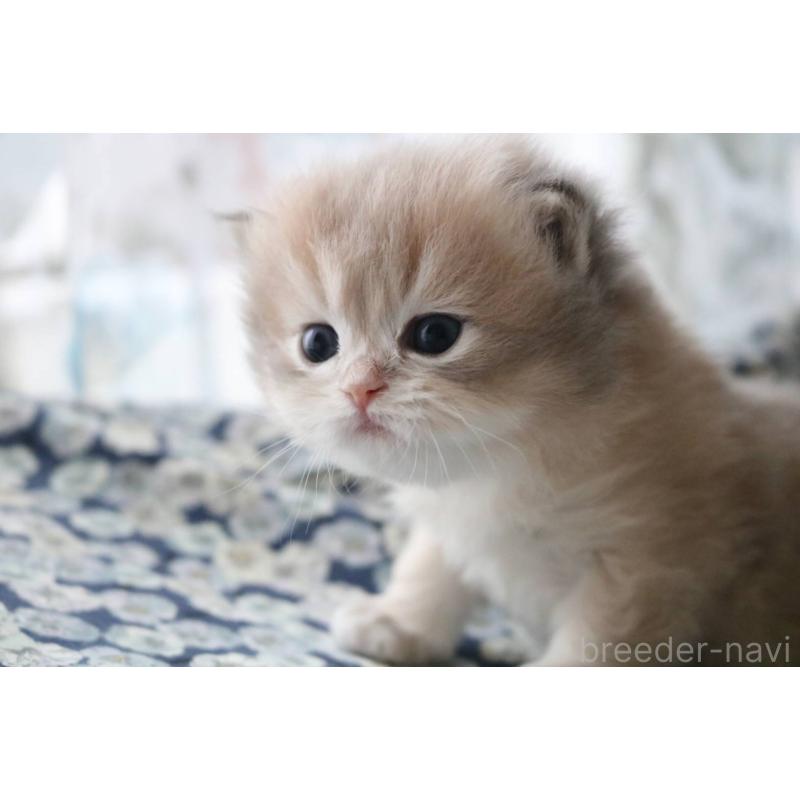 販売中の愛知県のスコティッシュストレート-132052の3枚目