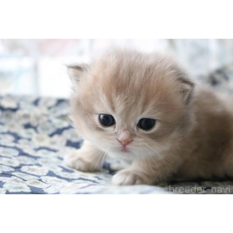 販売中の愛知県のスコティッシュストレート-132052の2枚目