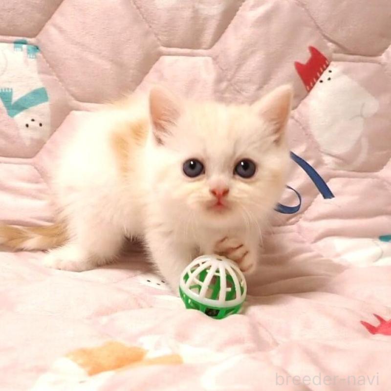 販売中の広島県のミヌエット-132053の2枚目