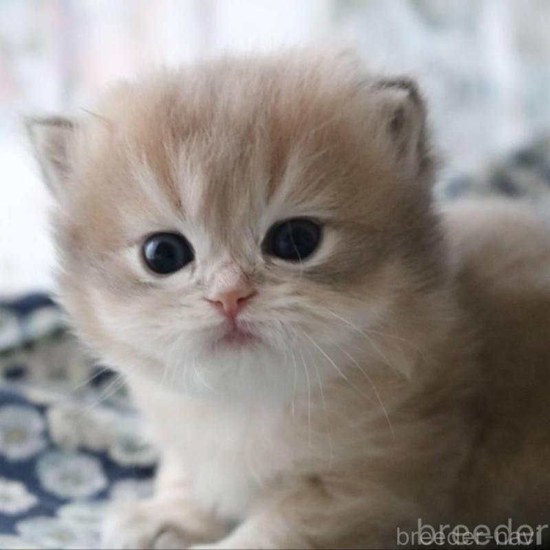 販売中の愛知県のスコティッシュストレート-132052の1枚目