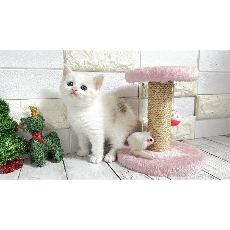 販売中の埼玉県のマンチカン-131361