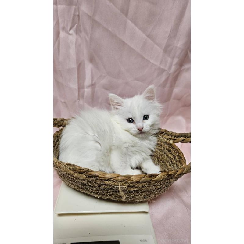 販売中の東京都のメインクーン-132054の4枚目