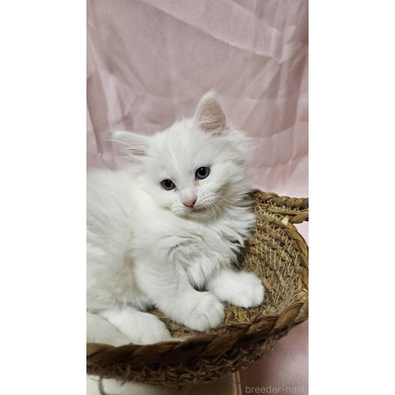 販売中の東京都のメインクーン-132054の3枚目