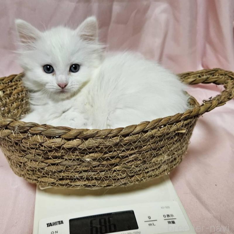 販売中の東京都のメインクーン-132054の1枚目