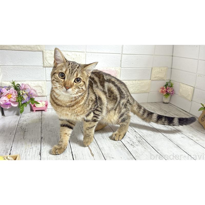 商談中の埼玉県のマンチカン-132055の1枚目