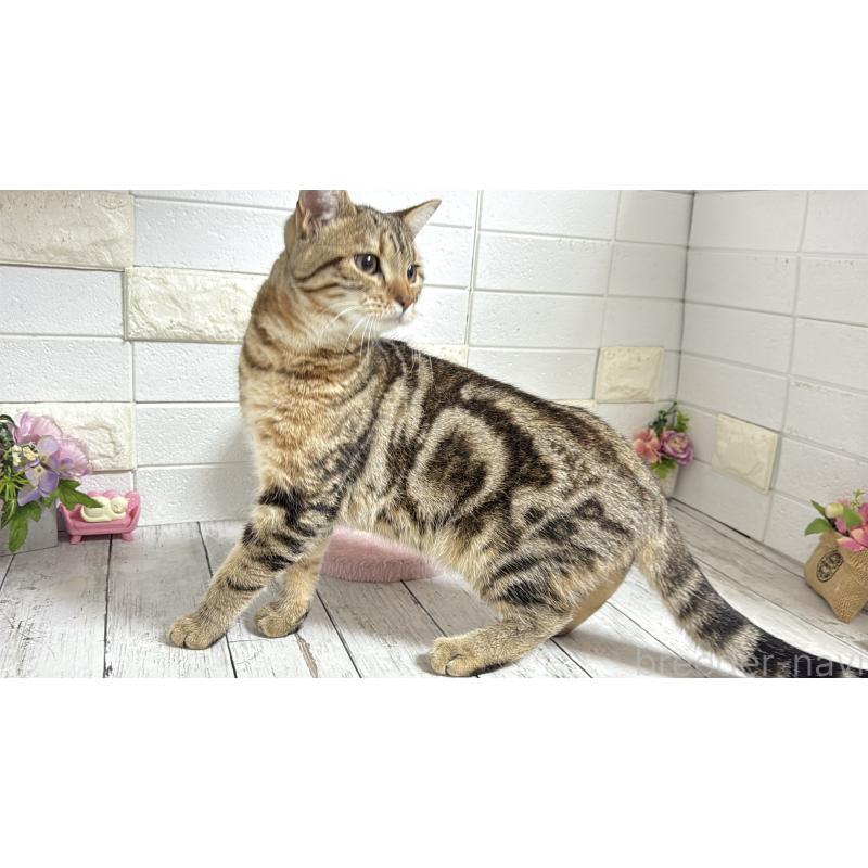 商談中の埼玉県のマンチカン-132055の9枚目