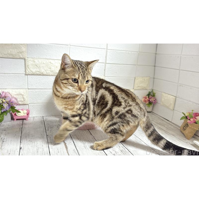 商談中の埼玉県のマンチカン-132055の8枚目