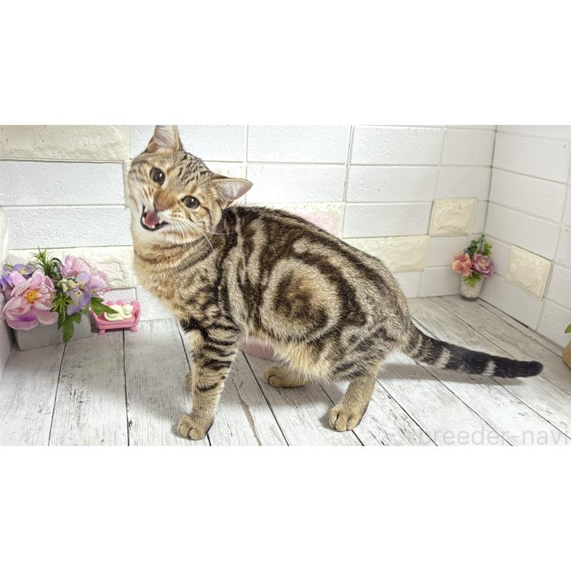 商談中の埼玉県のマンチカン-132055の7枚目