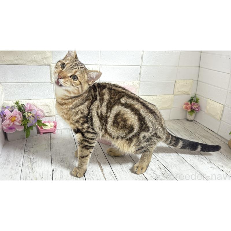 商談中の埼玉県のマンチカン-132055の6枚目