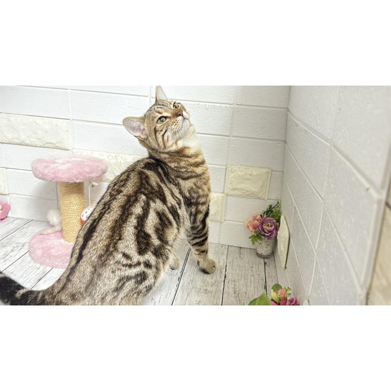 商談中の埼玉県のマンチカン-132055の5枚目