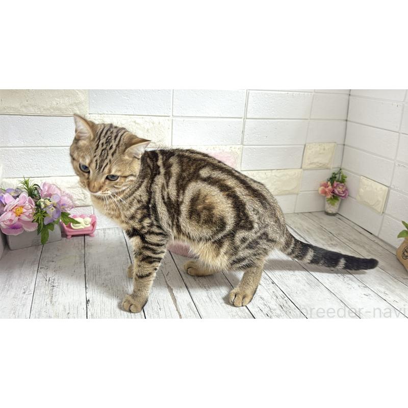 商談中の埼玉県のマンチカン-132055の4枚目